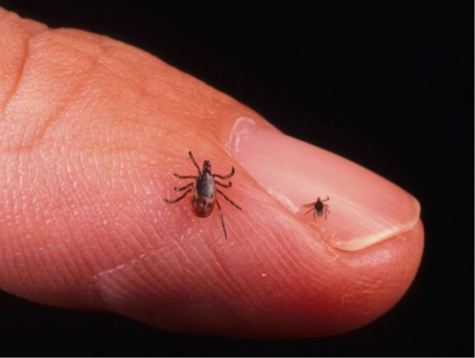 Малын хачиг нь 3 дугаар сарын сүүлчээс идэвхждэг